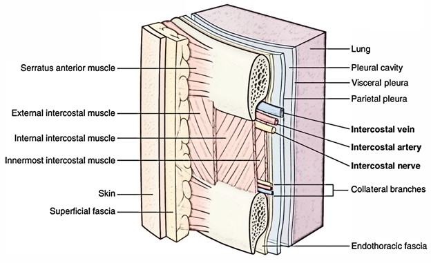 Endothoracic Fascia | | Earth's Lab