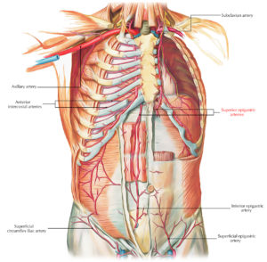 Superior Epigastric Artery – Earth's Lab