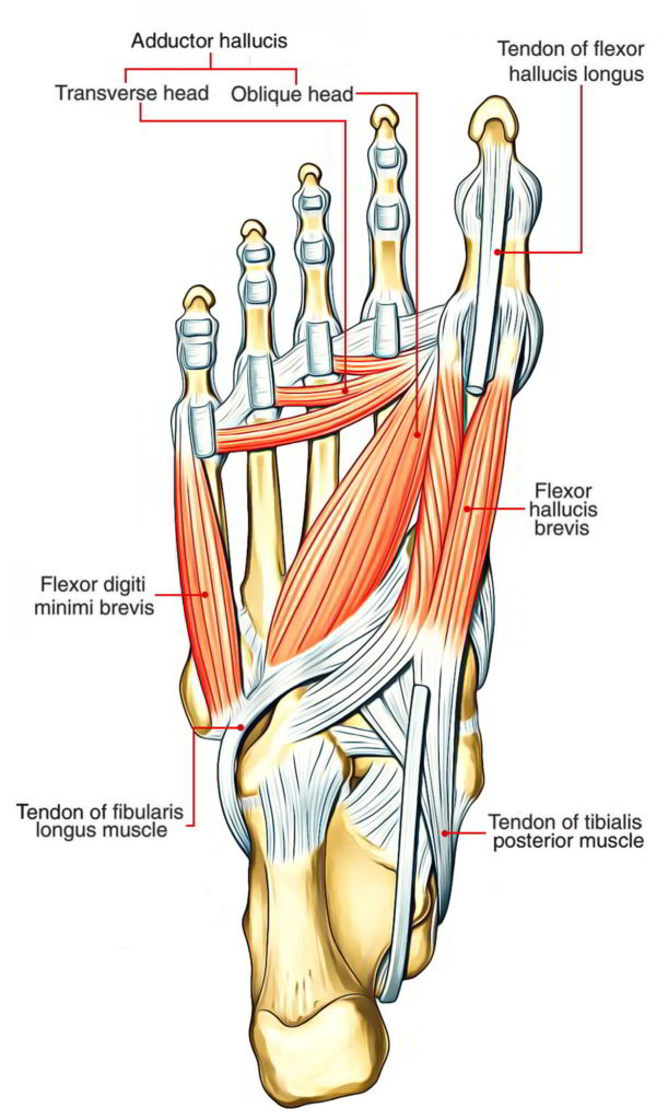 Flexor Digiti Minimi Brevis (Hand and Foot) – Earth's Lab