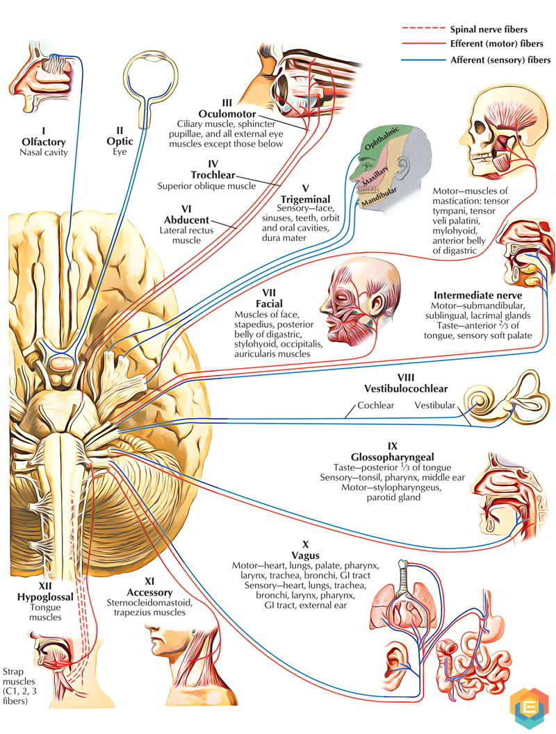 The 12 Pairs of Cranial Nerves Earth's Lab