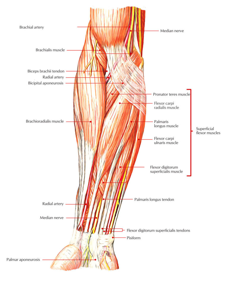 palmaris-longus-earth-s-lab