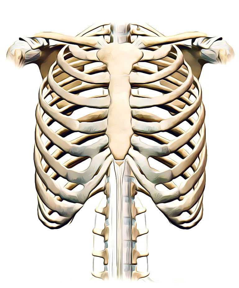 Diagram Rib Cage With Organs Illustration Human Chest Ribs And Organs ...
