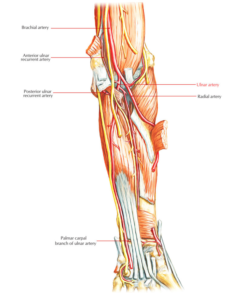 Arteries of the Upper Limb – Earth's Lab