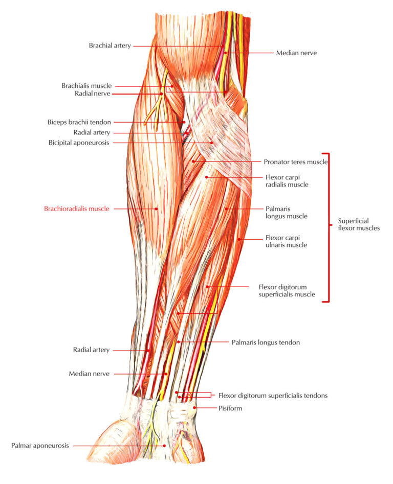 Brachioradialis – Earth's Lab