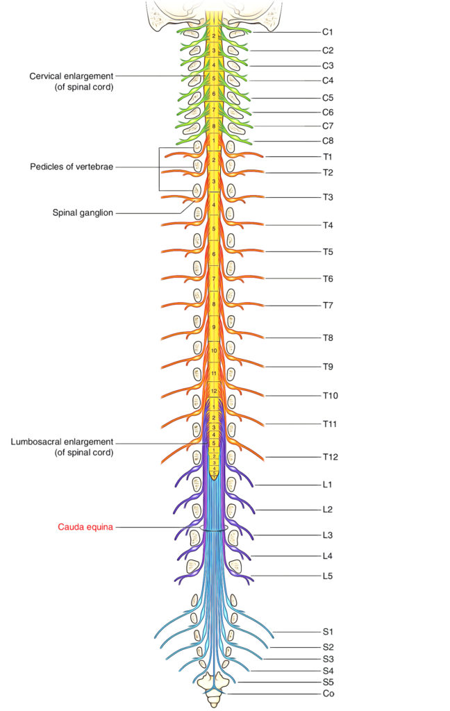 Cauda Equina – Earth's Lab