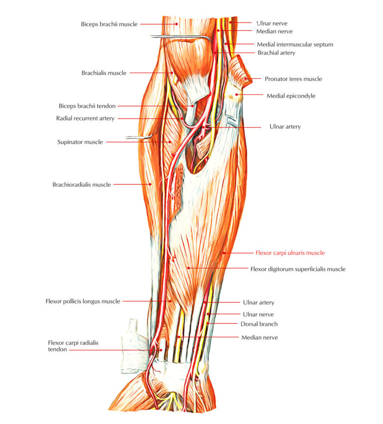 Flexor Carpi Ulnaris – Earth's Lab