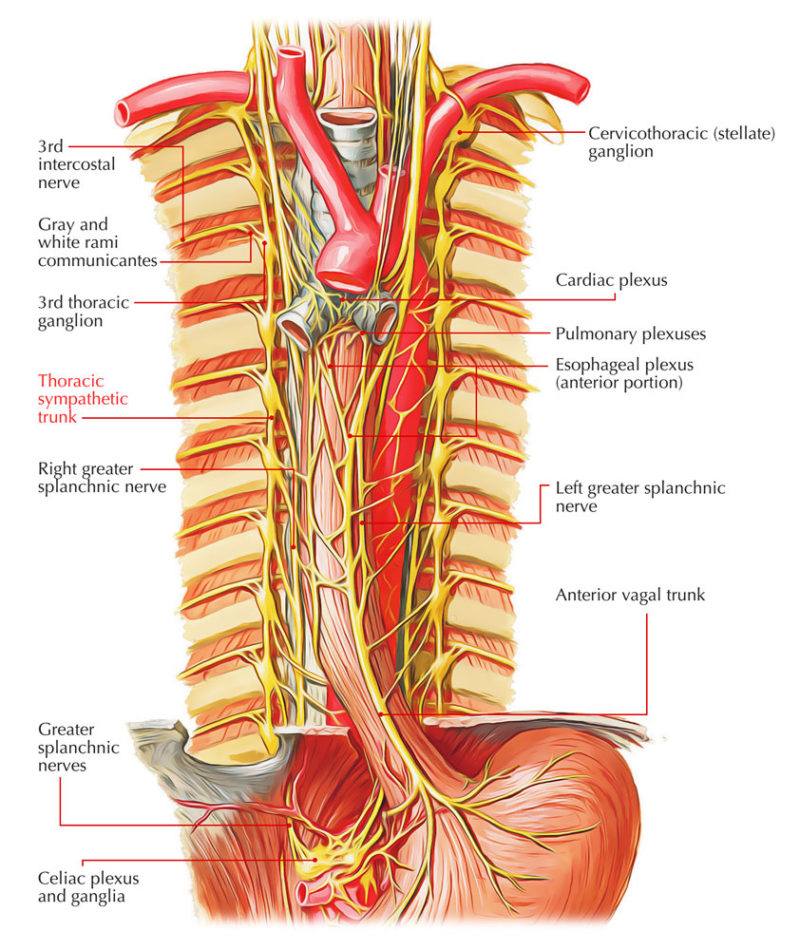 Nerves of the Abdomen – Earth's Lab