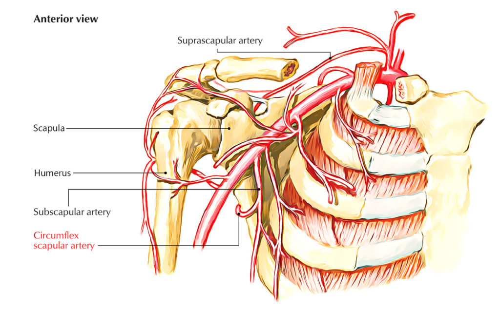 Circumflex Scapular Artery – Earth's Lab