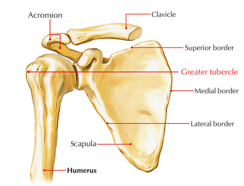 Greater Tubercle Of Humerus – Earth's Lab