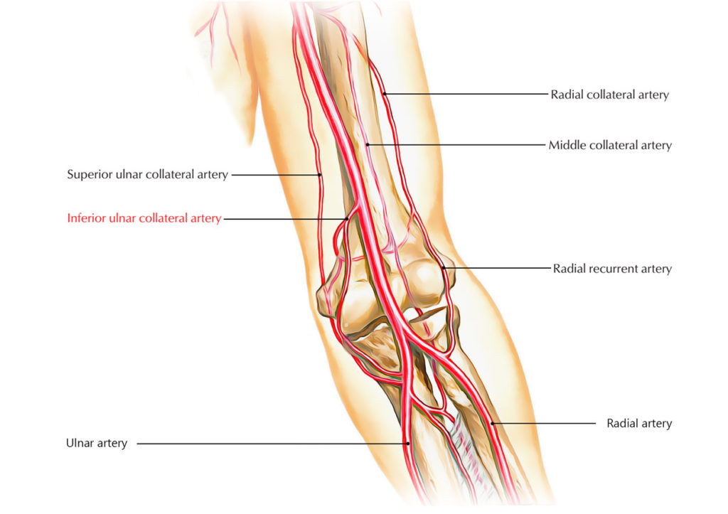 Easy Notes On 【Inferior Ulnar Collateral Artery】Learn in Just 3 Mins