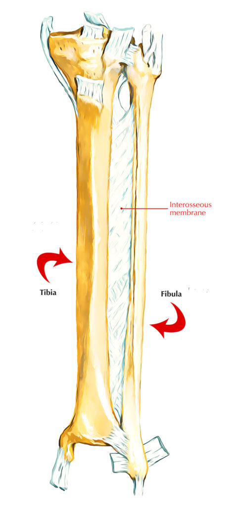 Interosseous Membrane of Leg – Earth's Lab