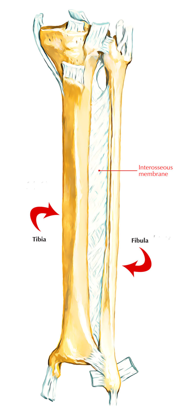 Easy Notes On 【Interosseous Membrane of Leg】Learn in Just 3 Mins