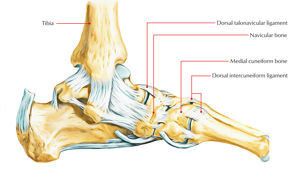 Easy Notes On 【Navicular bone】Learn in Just 4 Minutes! – Earth's Lab