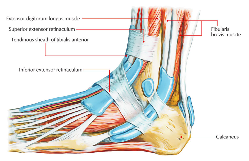 Superior Extensor Retinaculum – Earth's Lab