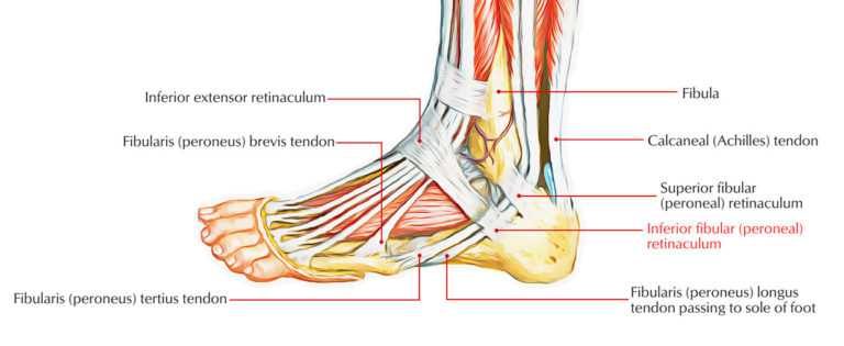 Inferior Peroneal Retinaculum – Earth's Lab