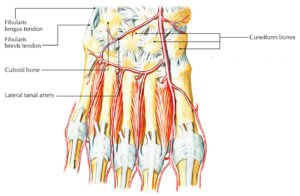 Cuboid Bone – Earth's Lab