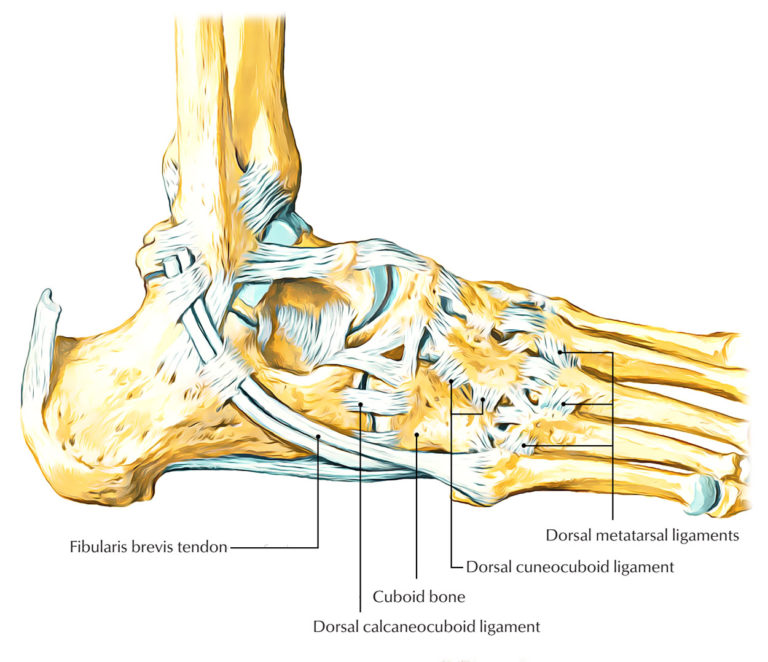 Cuboid Bone – Earth's Lab