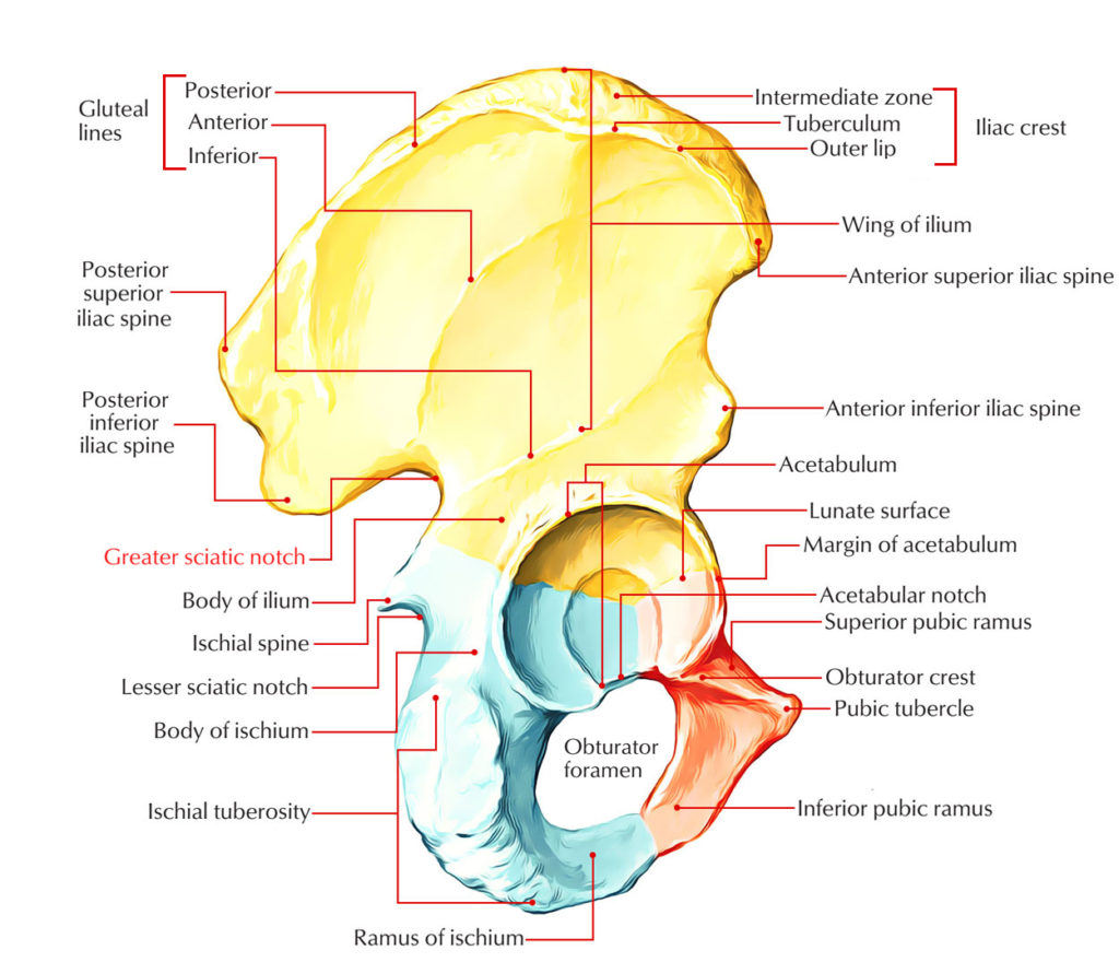 greater-sciatic-notch-earth-s-lab