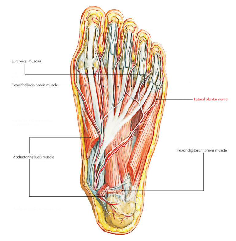 lateral-plantar-nerve-earth-s-lab