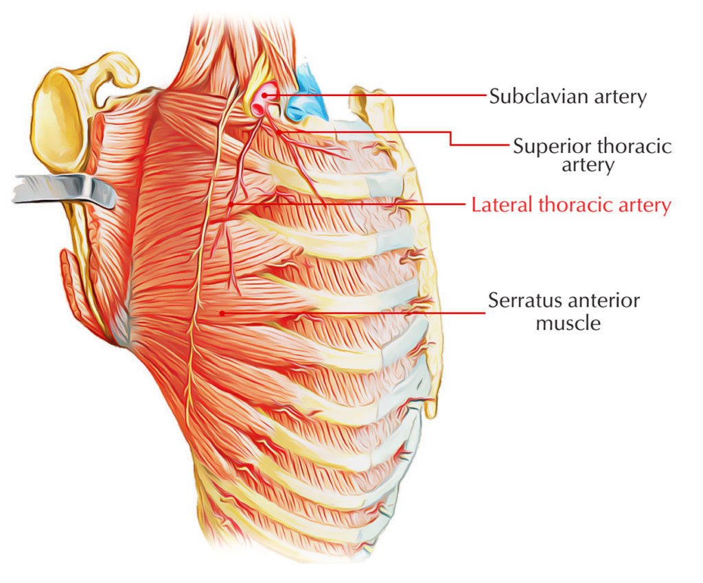 Lateral Thoracic Artery Earths Lab