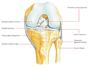 Medial Meniscus – Earth's Lab