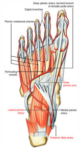 Plantar Arteries – Earth's Lab