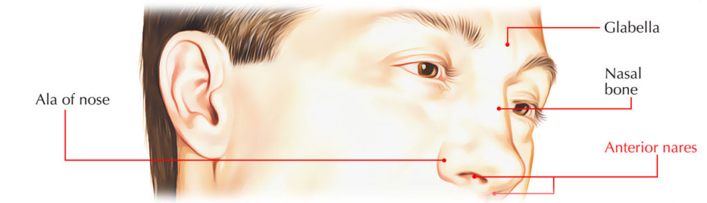 Anterior Nares – Earth's Lab