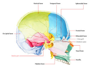 Occipital Bone – Basilar Part/Basiocciput – Earth's Lab