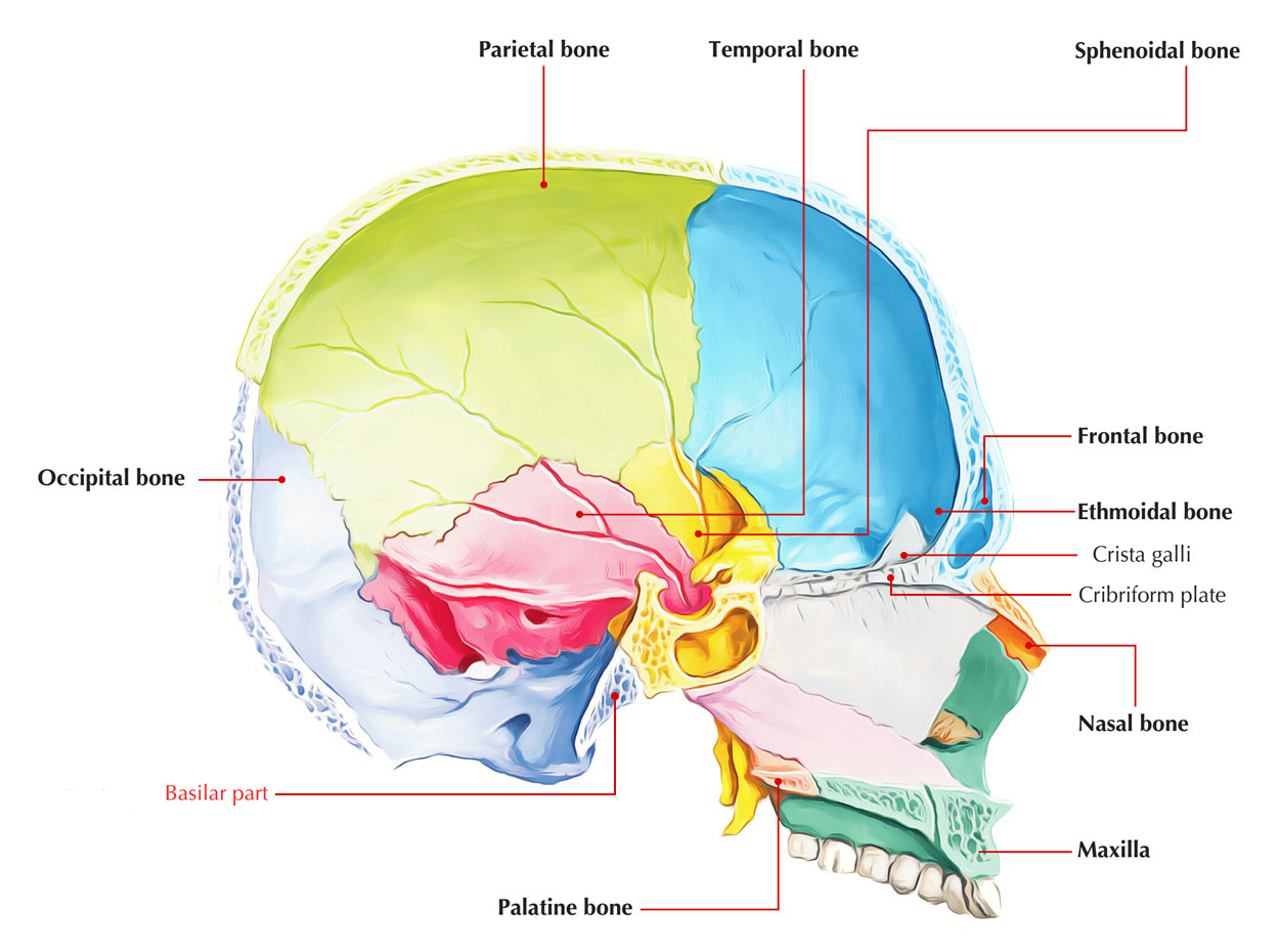 Occipital Skull 4719