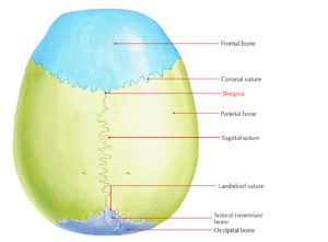 Bregma – Earth's Lab