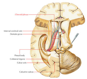 Choroid Plexus – Earth's Lab