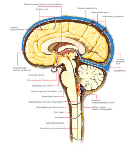 Choroid Plexus – Earth's Lab