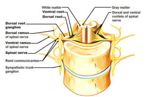 Dorsal Rami – Earth's Lab