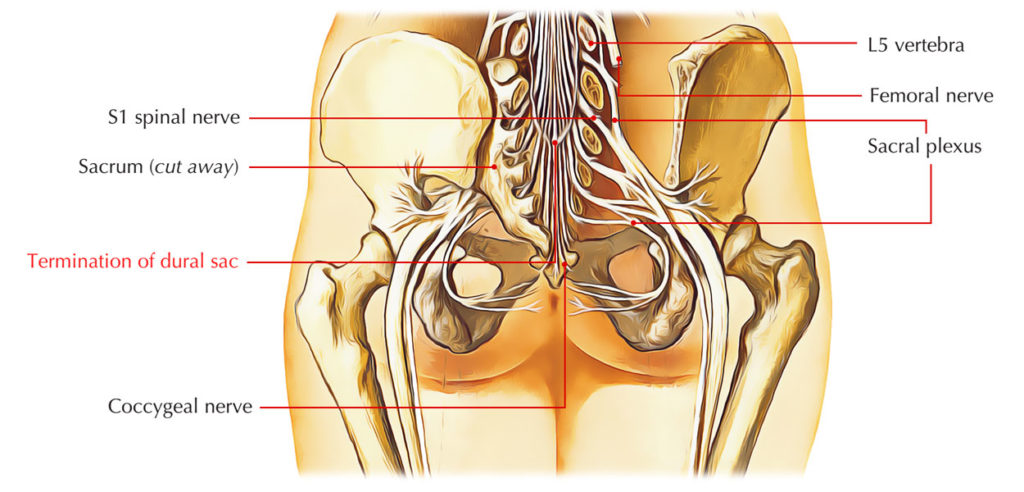 Dural Sac/ Thecal Sac – Earth's Lab