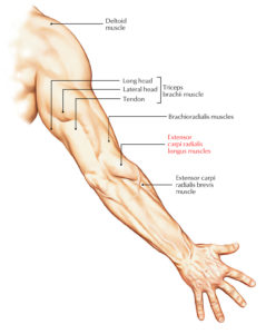 Extensor Carpi Radialis Longus – Earth's Lab