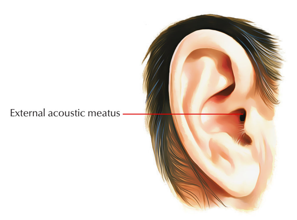 external acoustic meatus