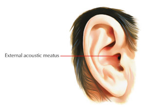 External Auditory Meatus/Acoustic Meatus – Earth's Lab