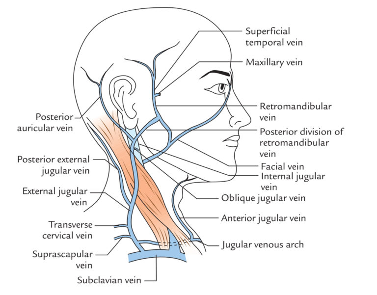 External Jugular Vein Earth's Lab