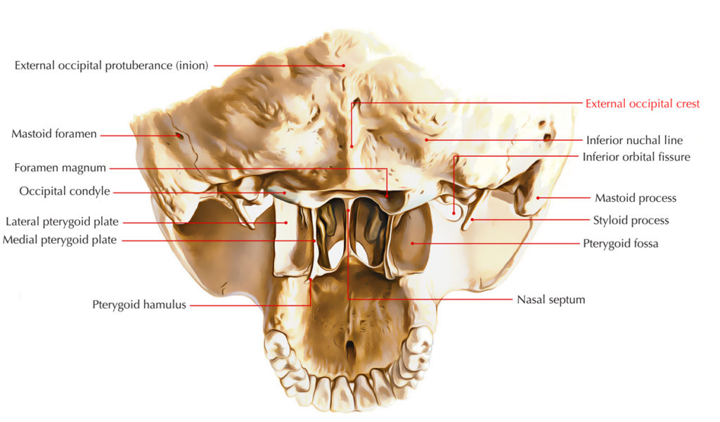 External Occipital Crest – Earth's Lab