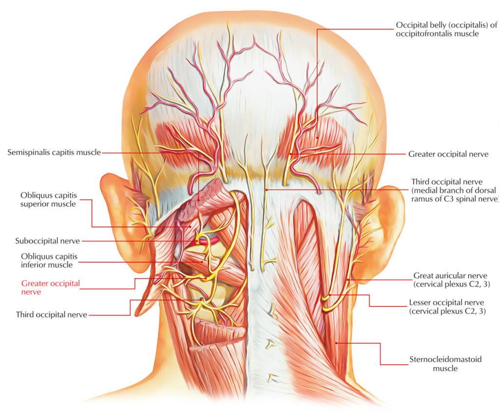 Greater Occipital Nerve Earths Lab 8359