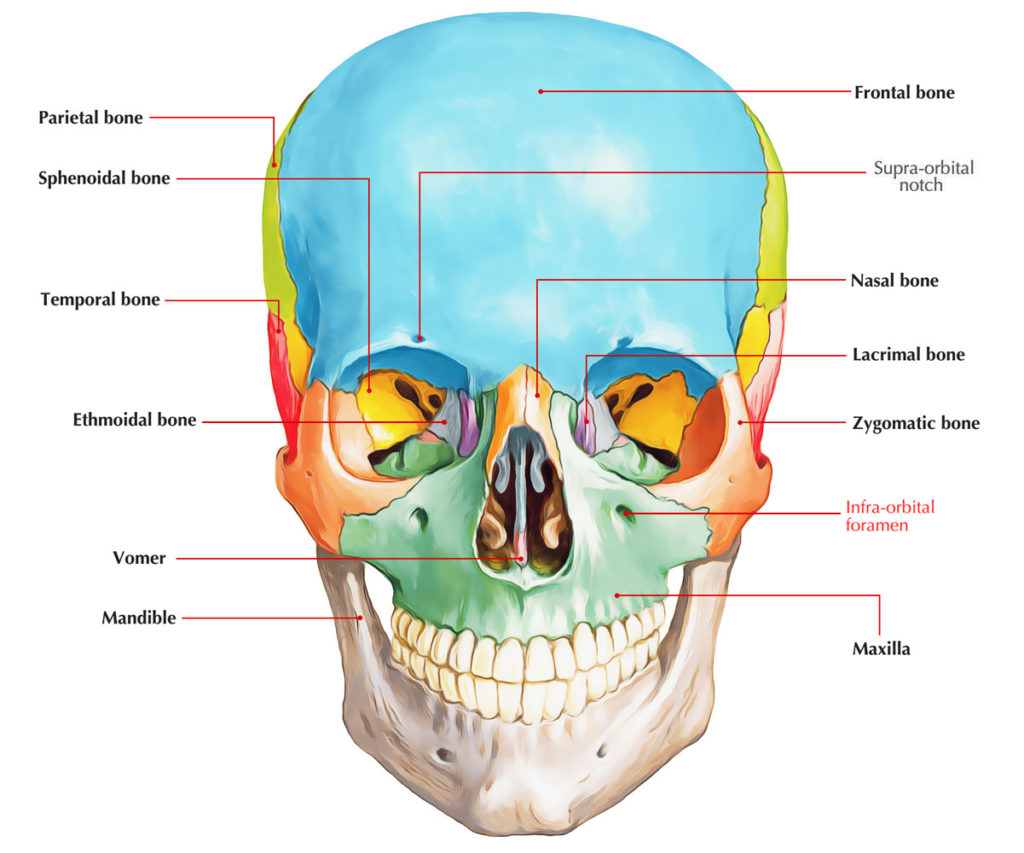 Infraorbital Foramen – Earth's Lab