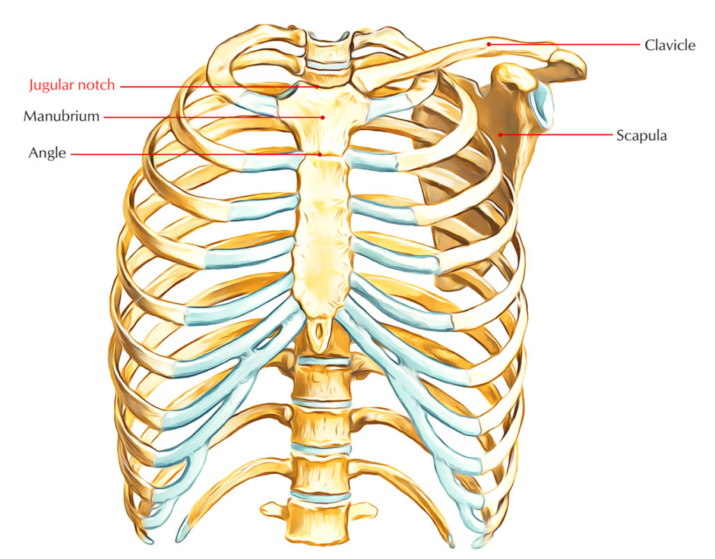 Jugular Notch/Suprasternal Notch – Earth's Lab