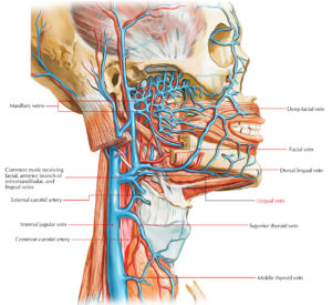 Lingual Vein – Earth's Lab