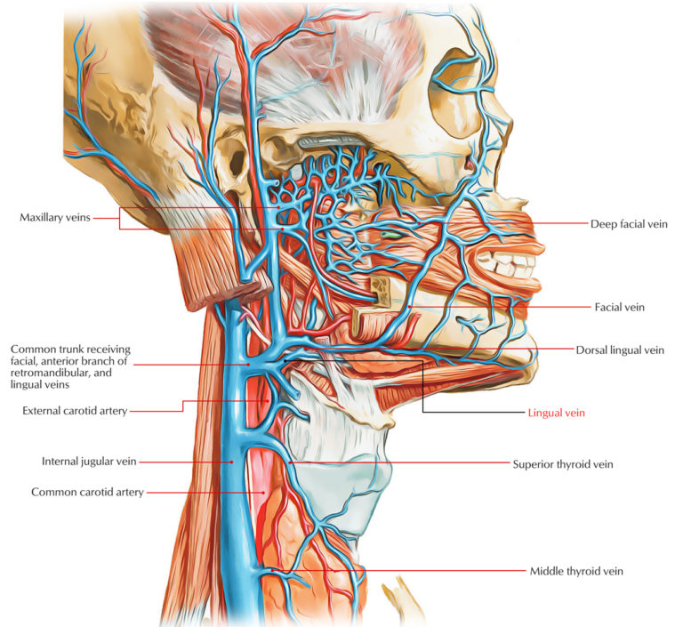 Lingual Vein Earths Lab 7878