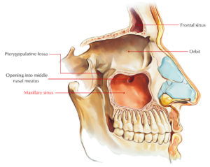 Maxillary Sinus – Earth's Lab