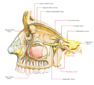 Maxillary Nerve – Earth's Lab