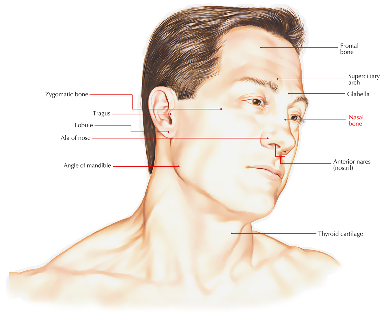 Части лица человека анатомия