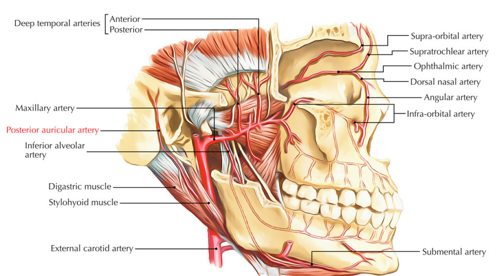 Posterior Auricular Artery Earth S Lab