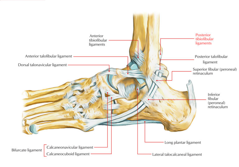 Posterior Tibiofibular Ligament – Earth's Lab