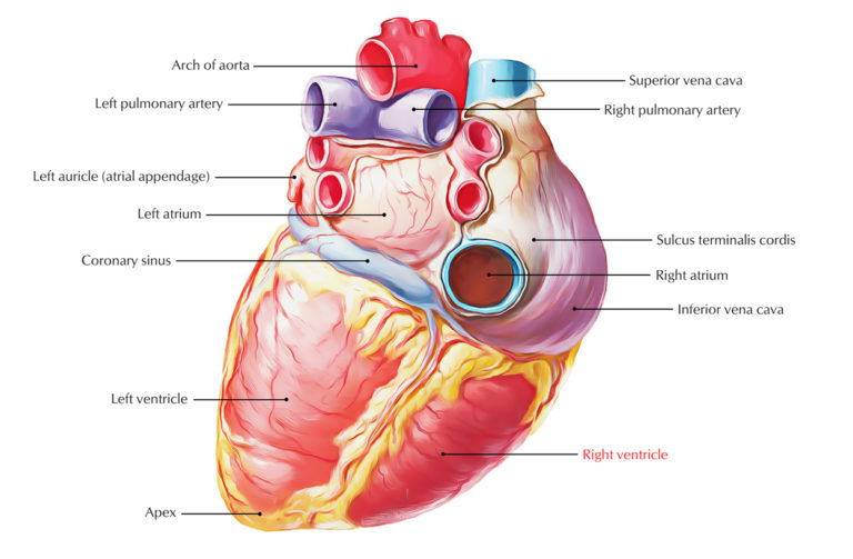 right-ventricle-earth-s-lab